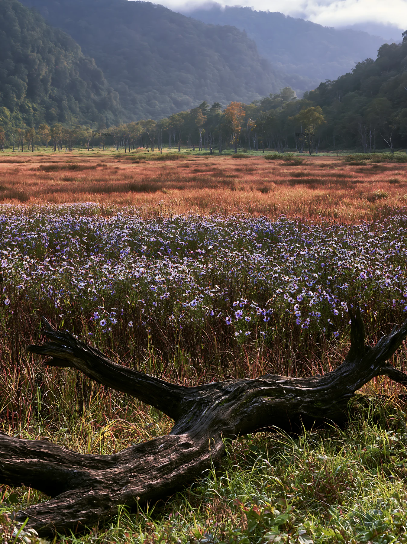 Yamagata rewilded meadow fallen branch foreground - AI-generated stock image