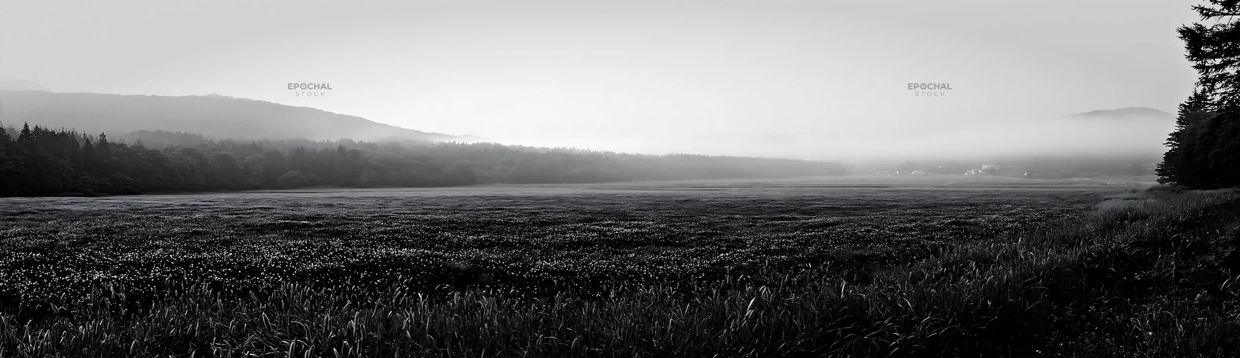 Black and white iwate rain refreshed meadow seedhead foreground - AI-generated stock image