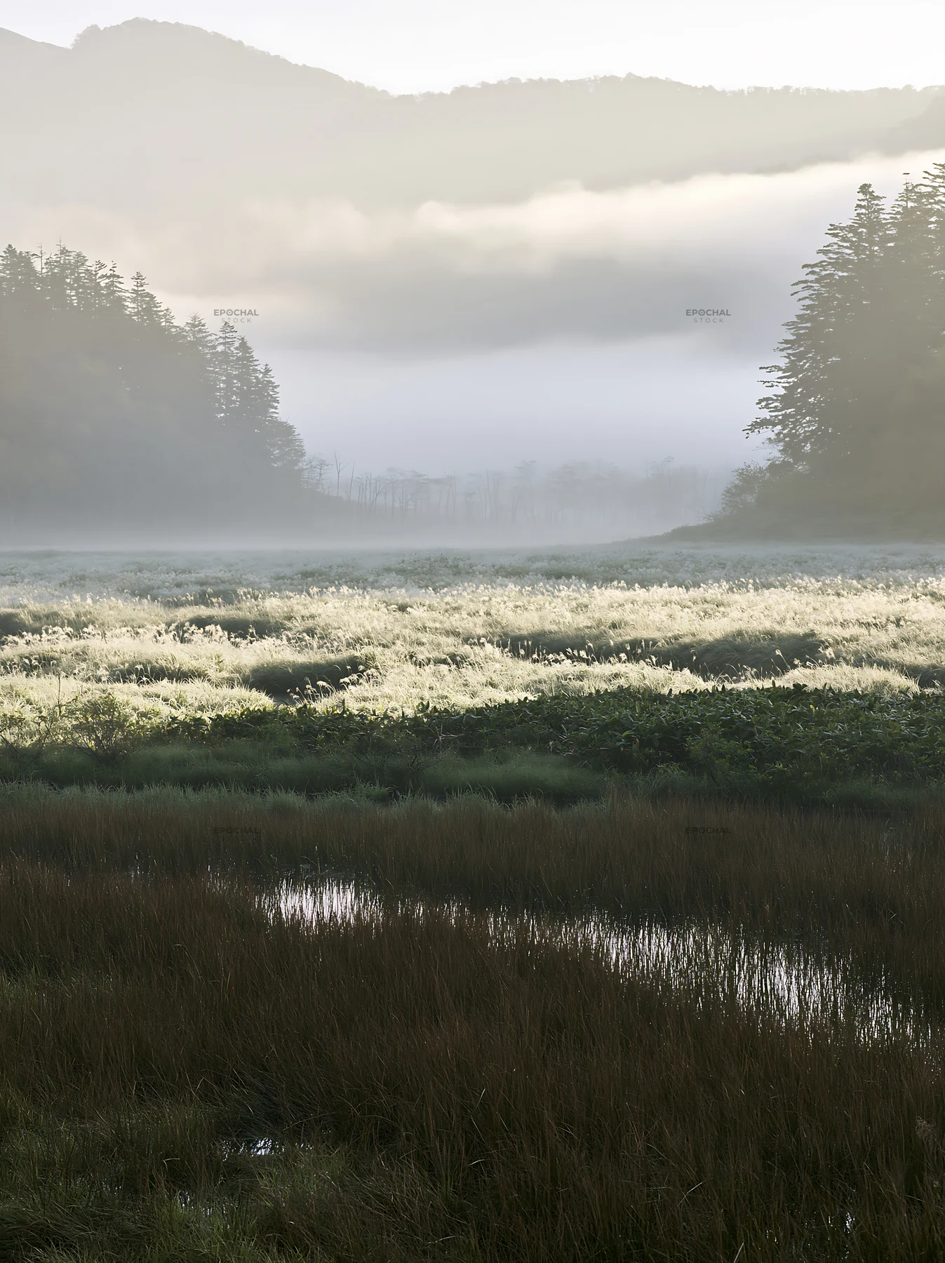 Akita snowmelt meadow with silver grasses in early morning light - AI-generated stock image