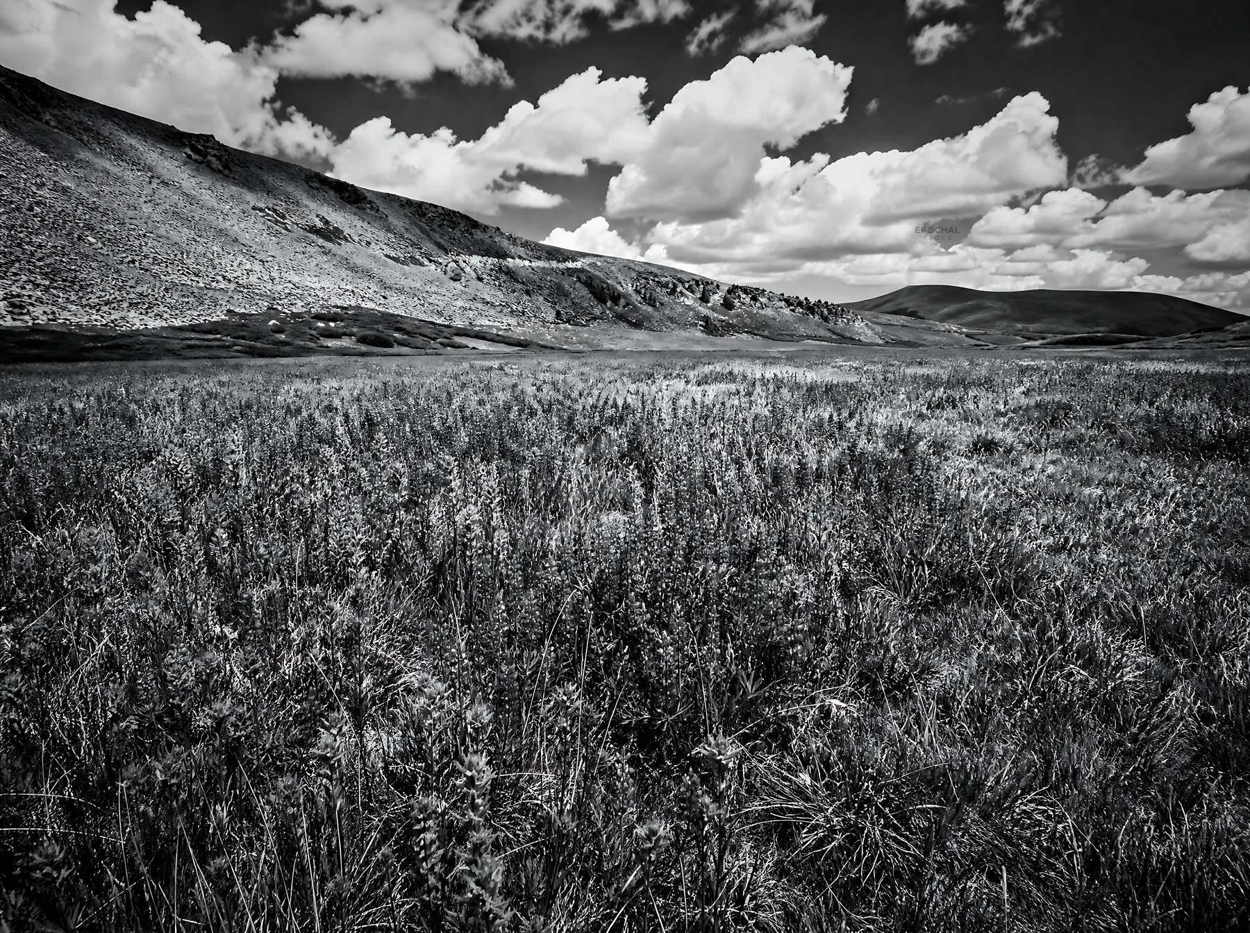 Black and white paintbrush lupine meadow in a colorful wildflower field - AI-generated stock image