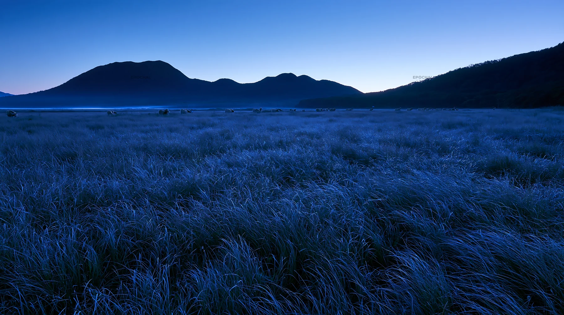 Expansive Hokkaido restoration meadow with dewdrops - AI-generated stock image