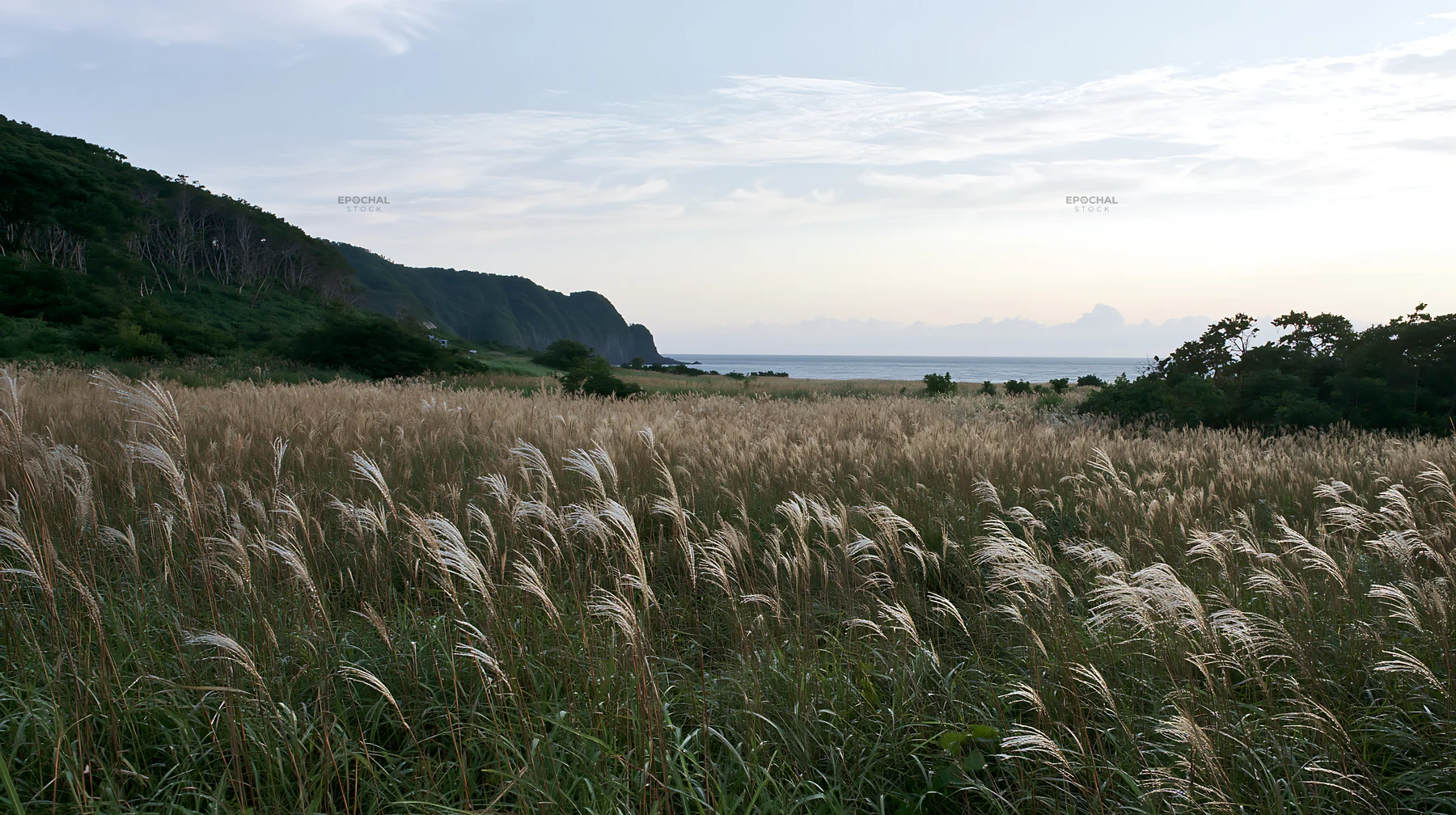 Iwate rain refreshed meadow seedhead foreground with a coastal view - AI-generated stock image