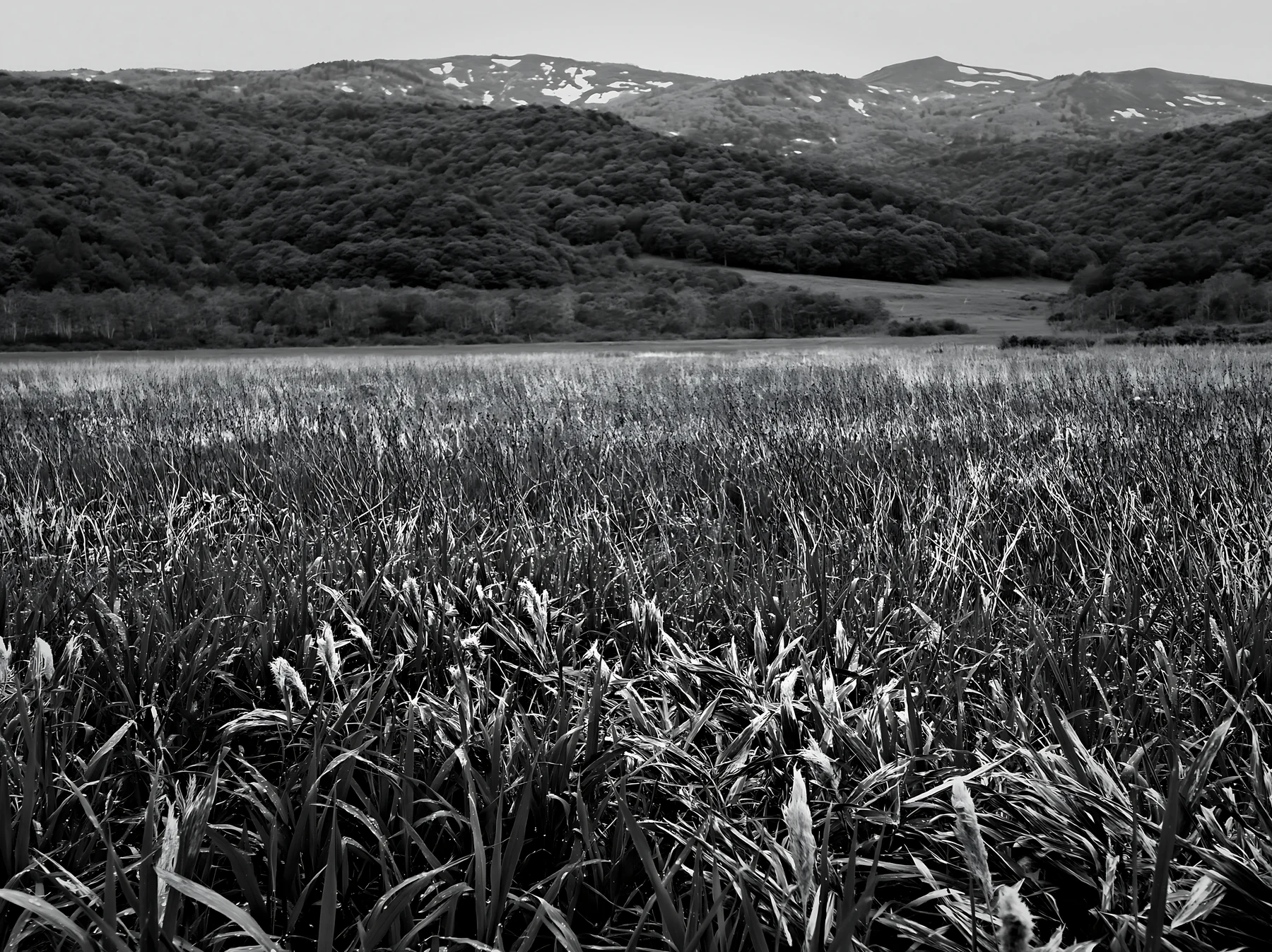 Black and white iwate rain refreshed meadow seedhead foreground - AI-generated stock image