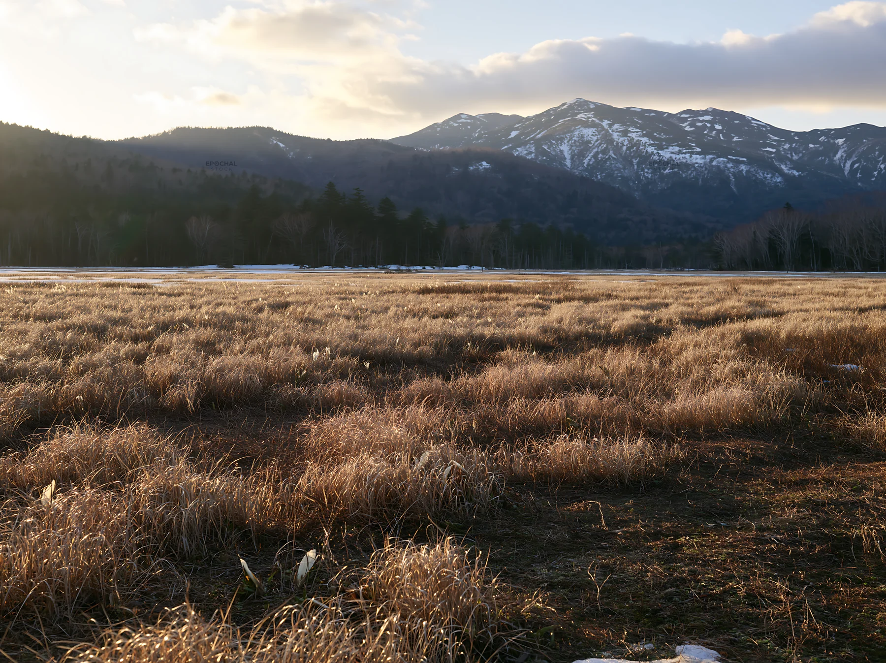 Akita snowmelt meadow with silver grasses during sunset - AI-generated stock image