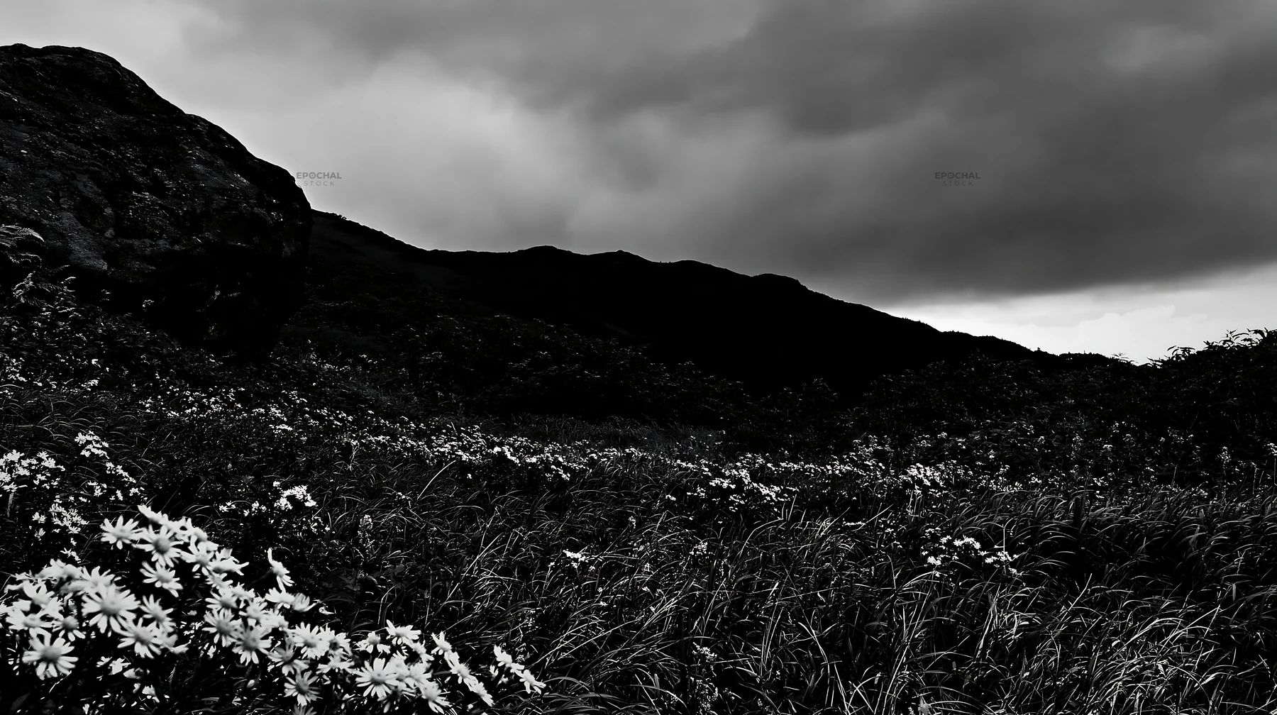 Black and white aomori climate resilient meadow with boulder - AI-generated stock image