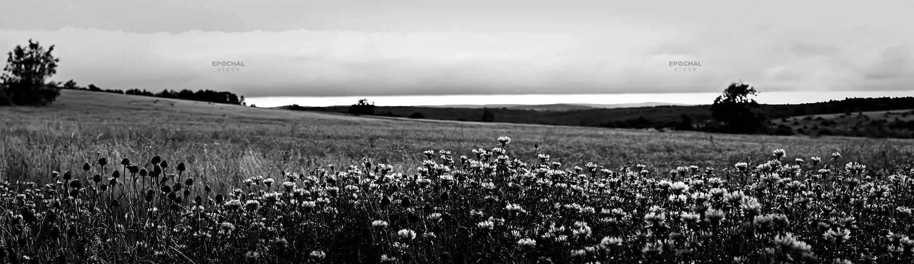 Violet knapweed meadow under cloudy sky - AI-generated stock image