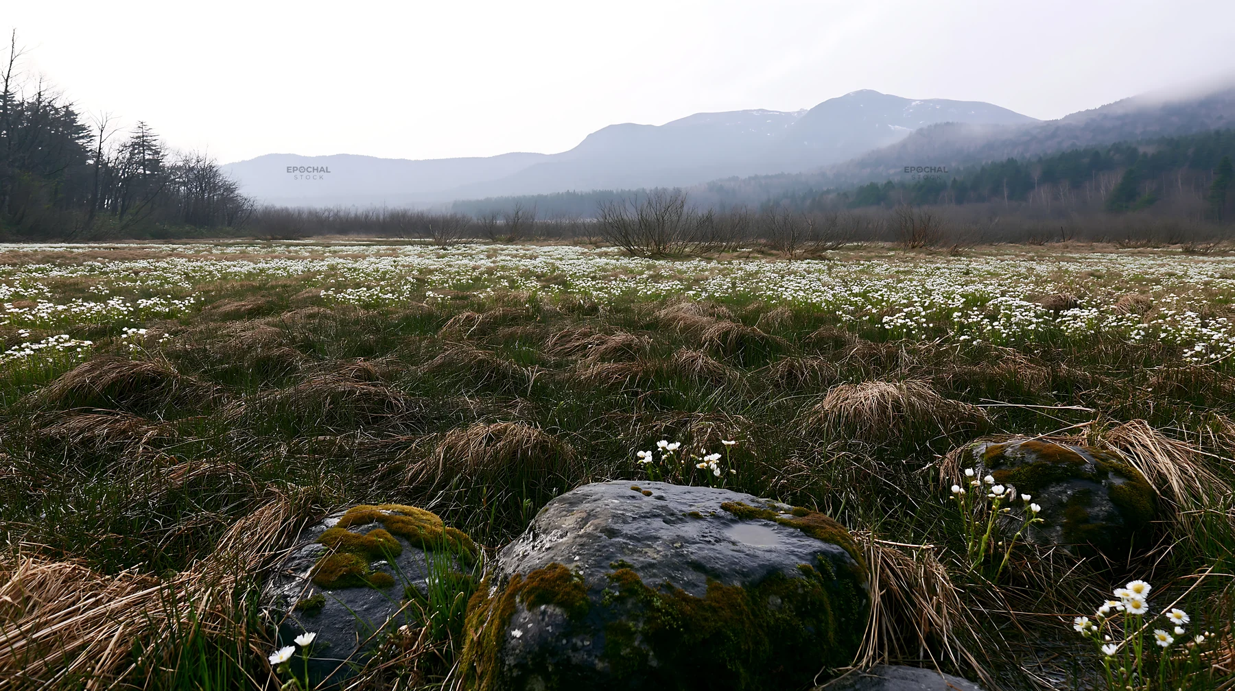 Miyagi spring recovery meadow mossy stone in natural setting - AI-generated stock image
