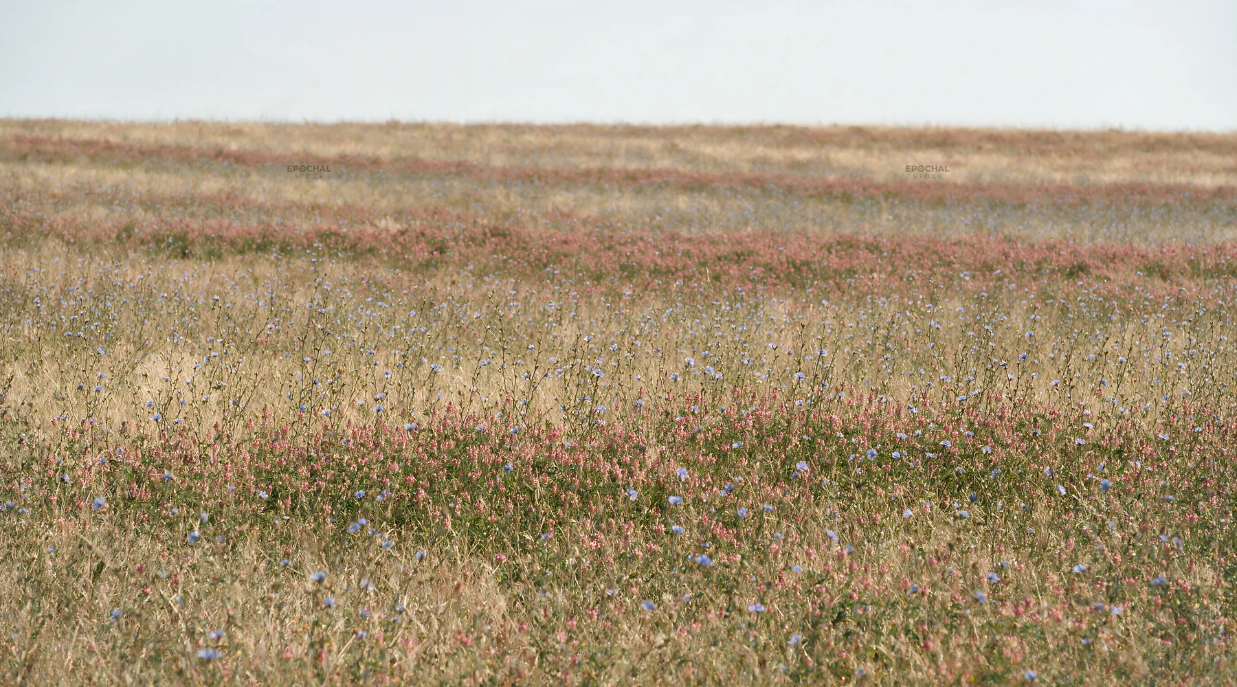 Sainfoin chicory meadow with flowers across open landscape - AI-generated stock image