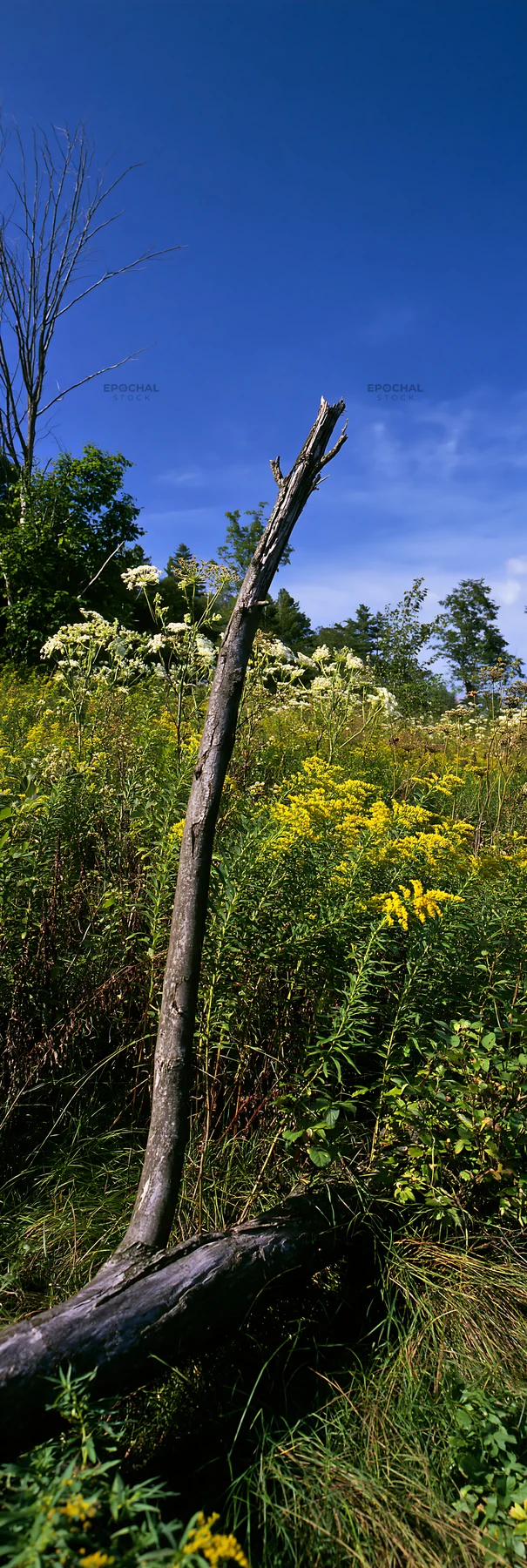 Yamagata rewilded meadow fallen branch foreground - AI-generated stock image