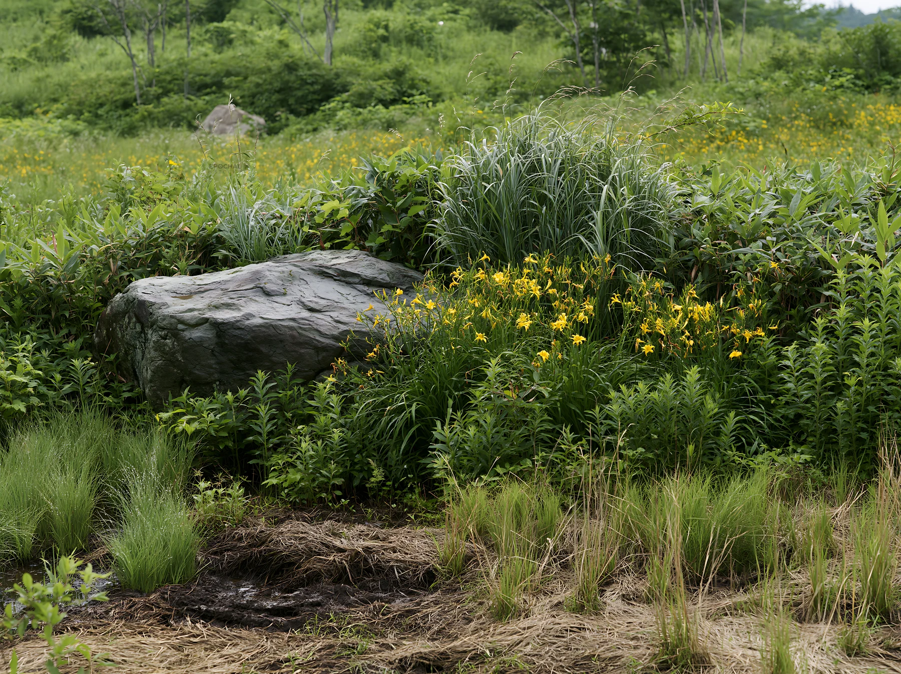 Aomori climate resilient meadow with boulder - AI-generated stock image