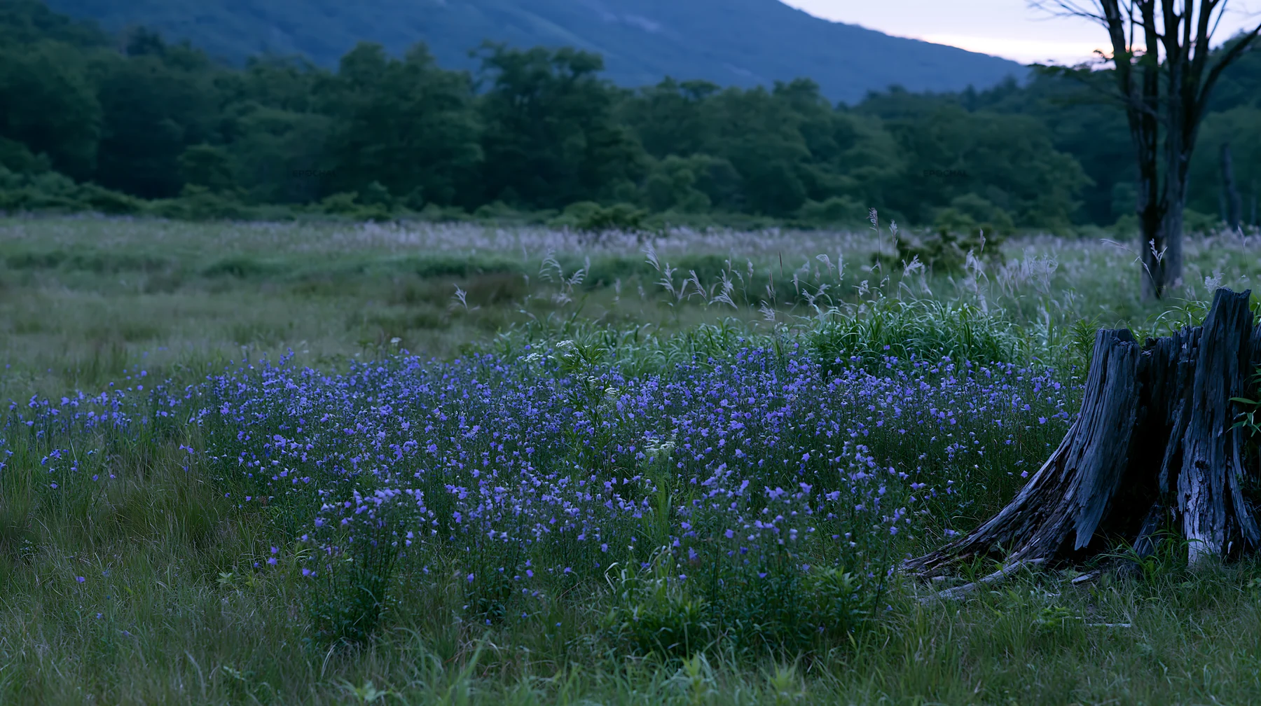 Fukushima native meadow with weathered stump and wildflowers - AI-generated stock image