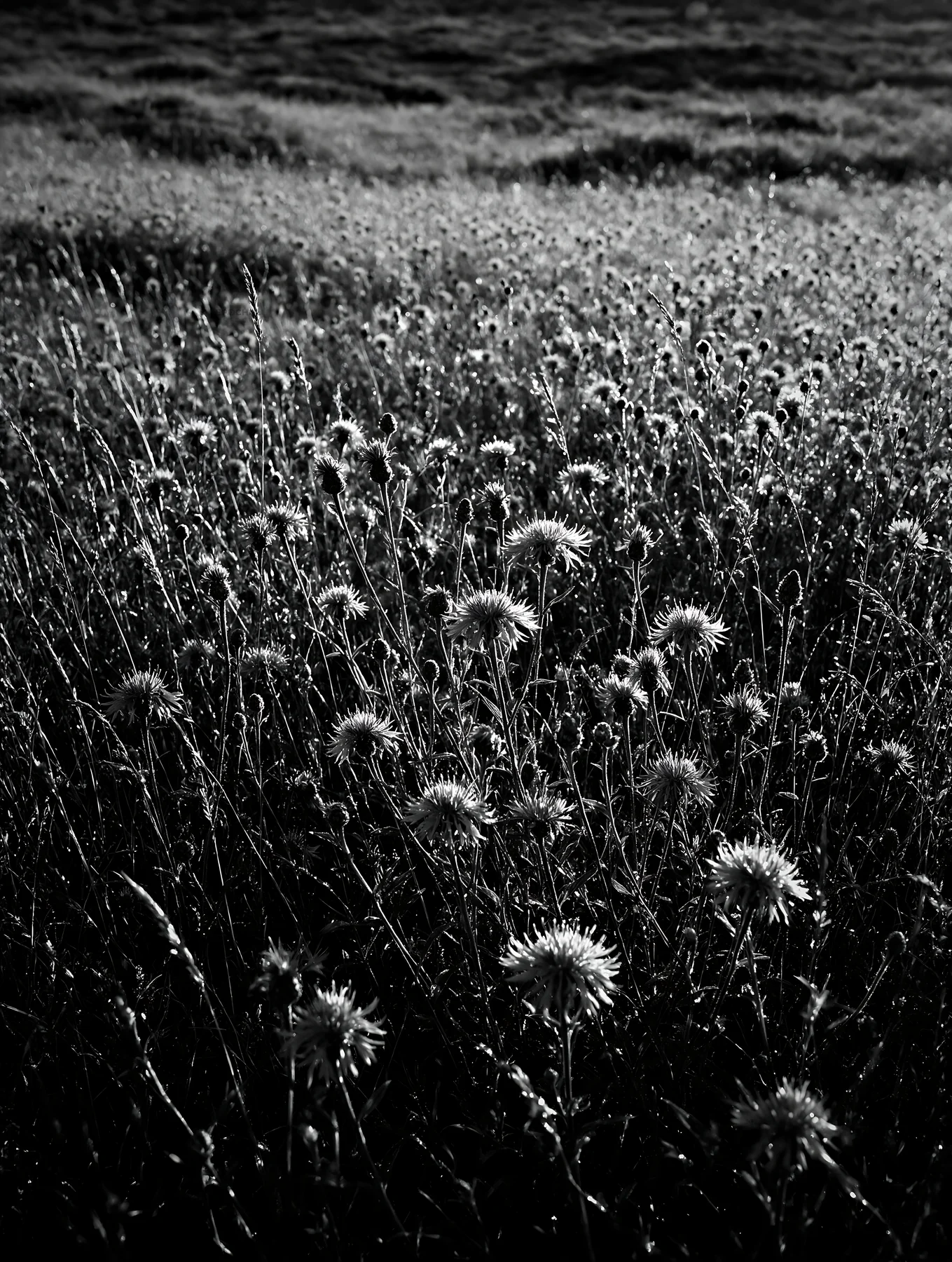 Black and white dewy meadow with purple flowers in bright morning light - AI-generated stock image