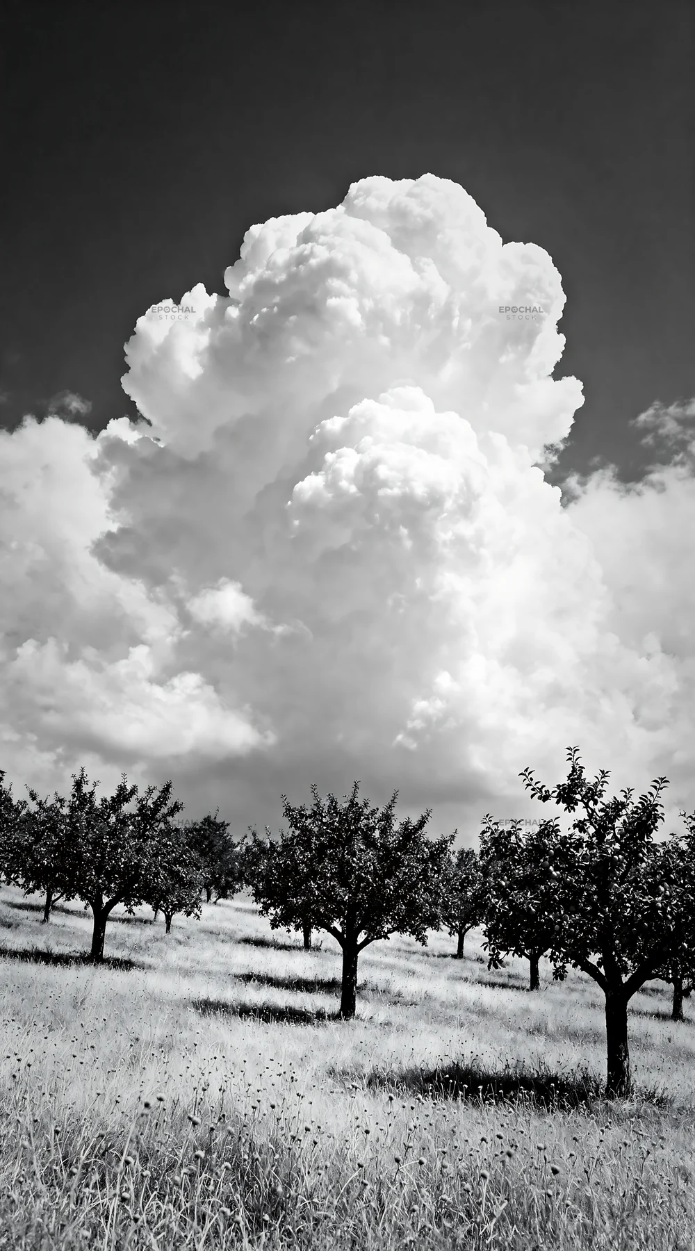 Black and white hillside apple meadow with trees and clouds - AI-generated stock image