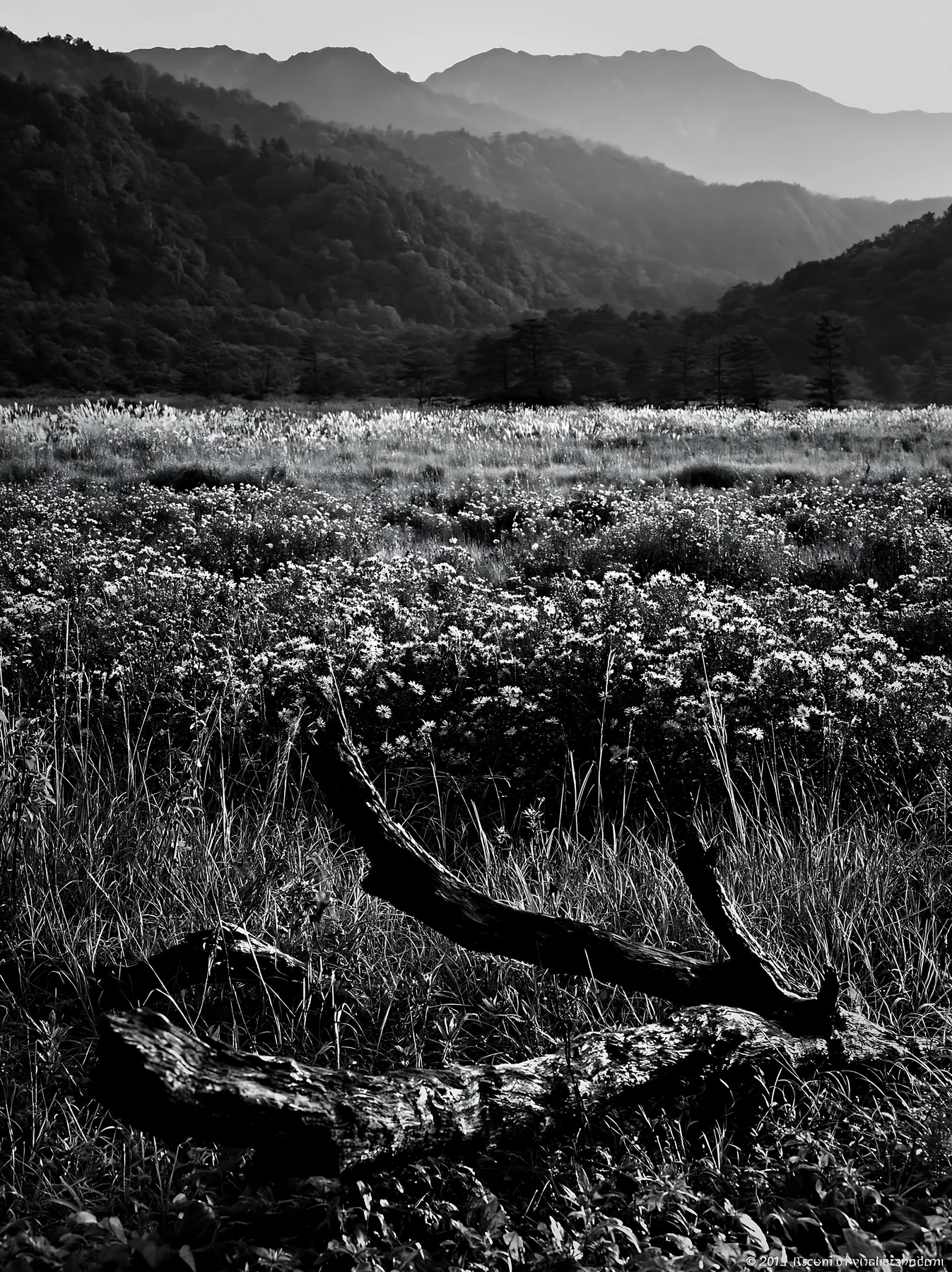 Black and white yamagata rewilded meadow fallen branch in foreground with hills - AI-generated stock image