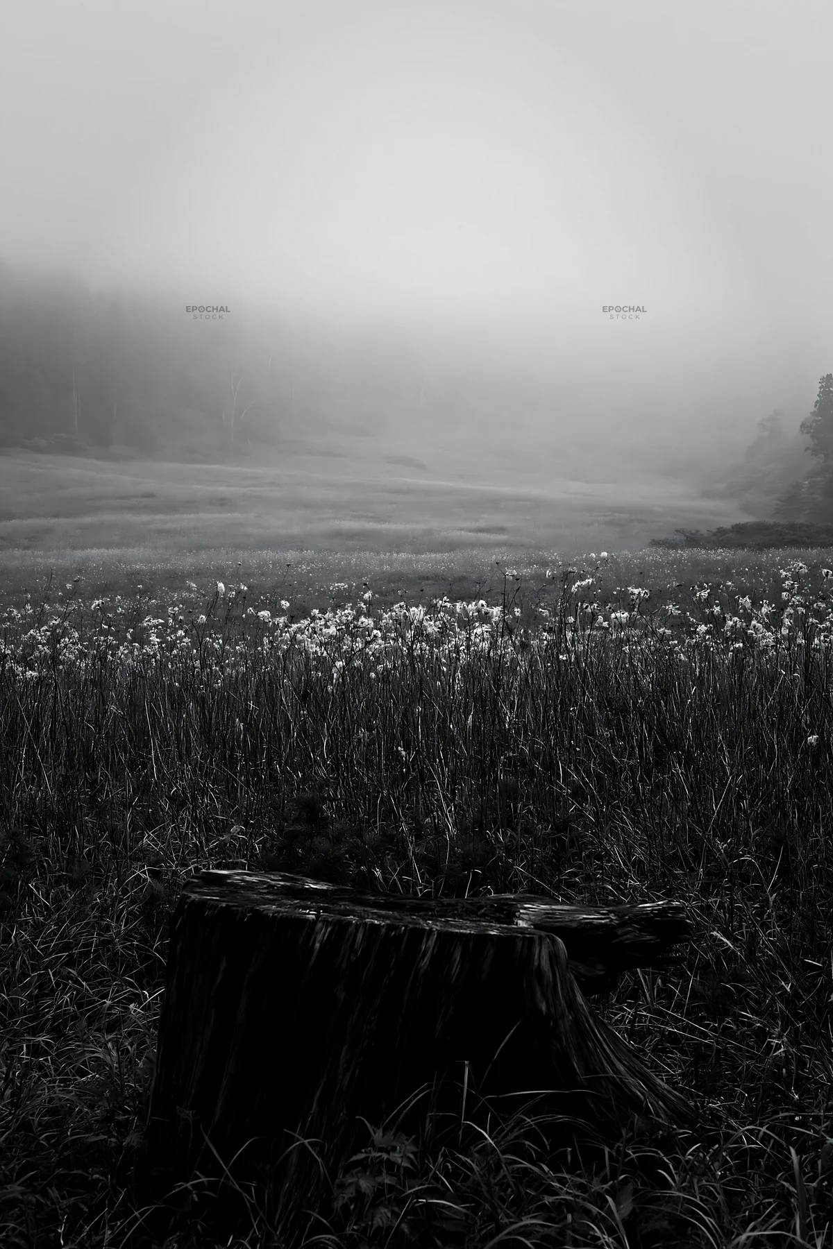 Black and white fukushima native meadow with weathered stump - AI-generated stock image
