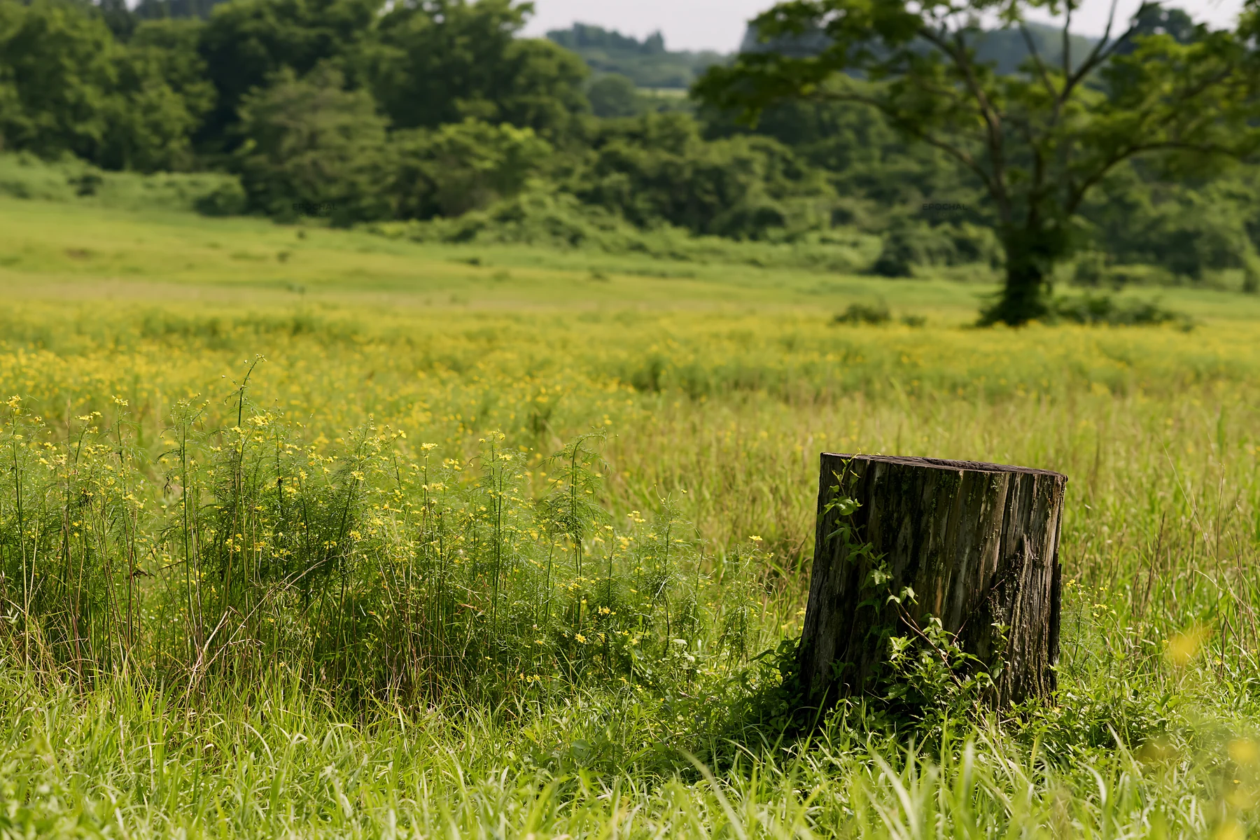 Fukushima native meadow with weathered stump - AI-generated stock image