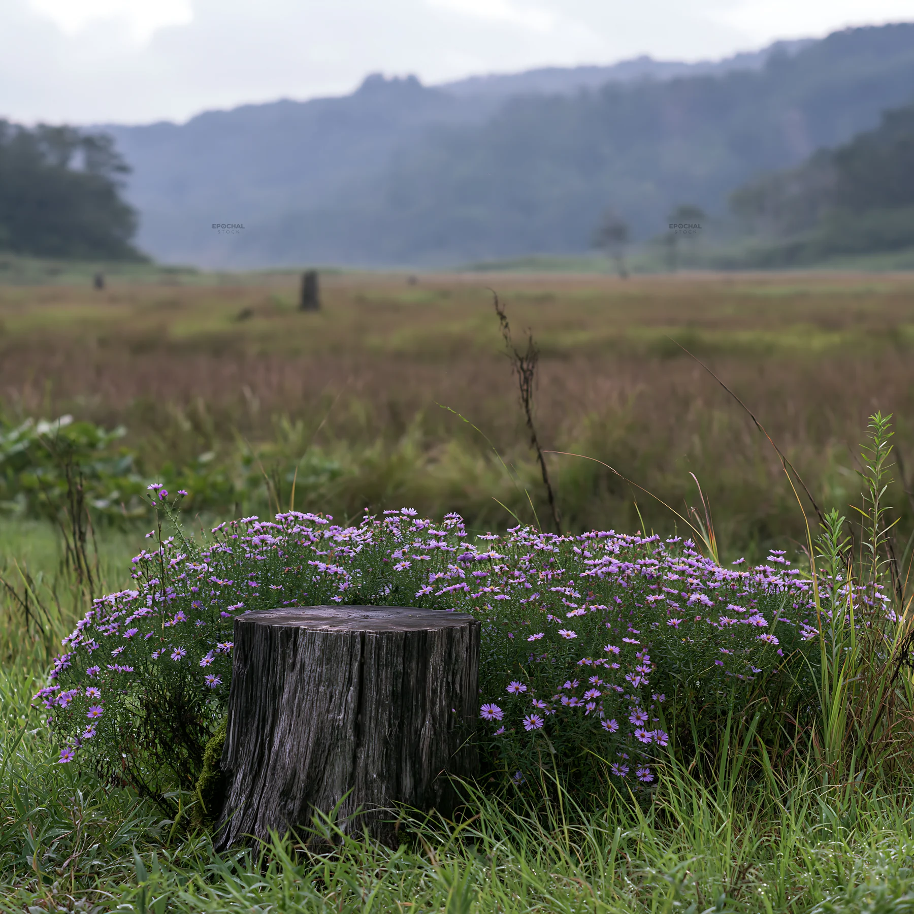 Fukushima native meadow with weathered stump - AI-generated stock image
