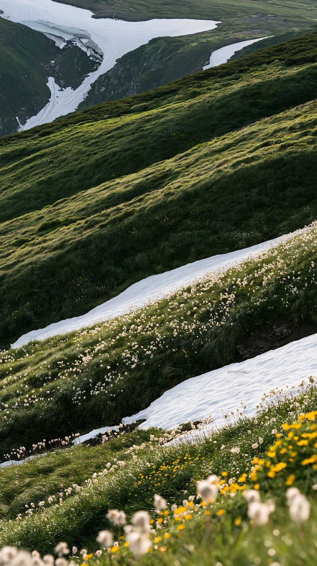 Akita snowmelt meadow with silver grasses and flowers - AI-generated stock image