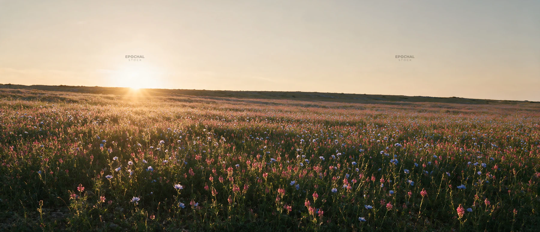 Sainfoin chicory meadow under a setting sun - AI-generated stock image