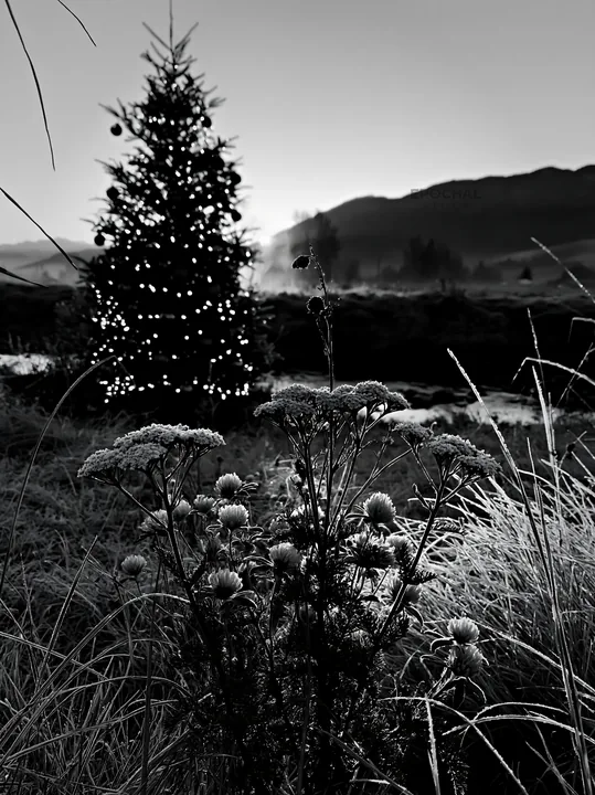 Christmas tree with lights beside stream in meadow - AI-generated stock image