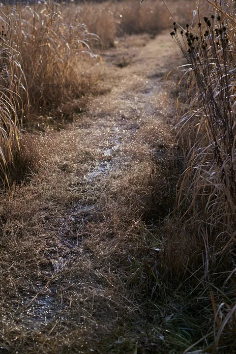 Niigata floodplain restoration meadow dew foreground - AI-generated stock image