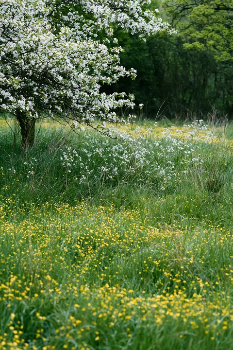 Spring orchard meadow with yellow flowers and white blossoms - AI-generated stock image