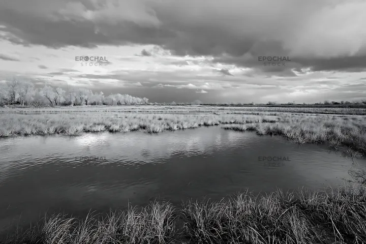 Autumn meadow with water and cloudy sky in black and white - AI-generated stock image