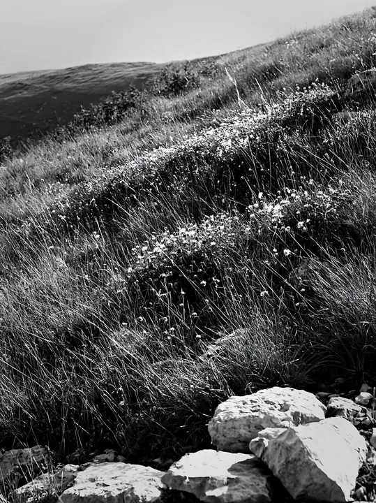 Green grass and rocks in a sunny dry grassland meadow - AI-generated stock image
