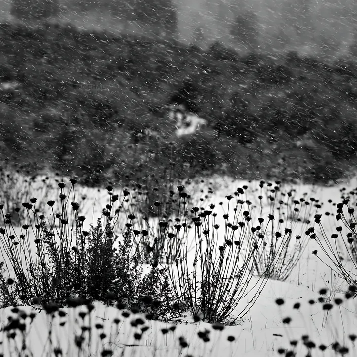 Snowbound meadow with black flowers in winter weather - AI-generated stock image