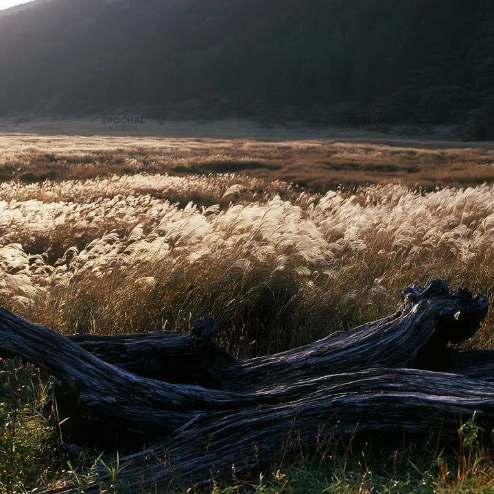 Wakayama autumn meadow with weathered wood in foreground - AI-generated stock image