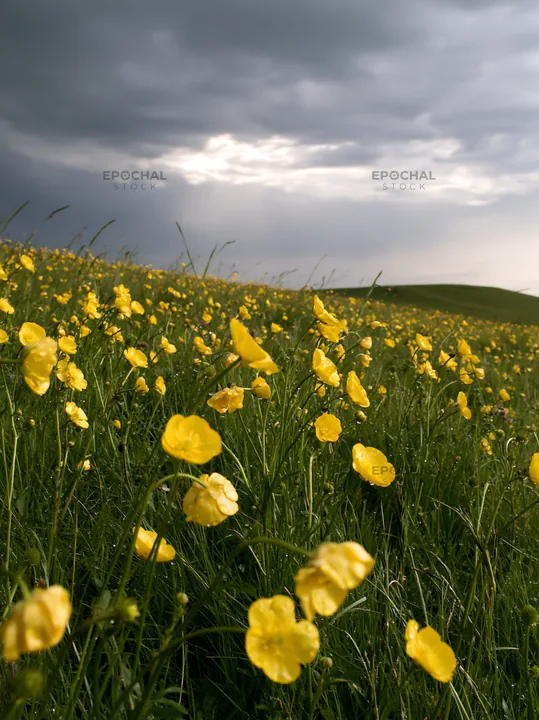 Colorful buttercup meadow under a cloudy sky - AI-generated stock image