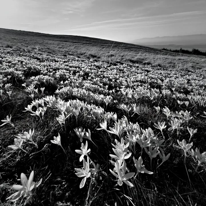 Crocuses blooming in a meadow landscape - AI-generated stock image