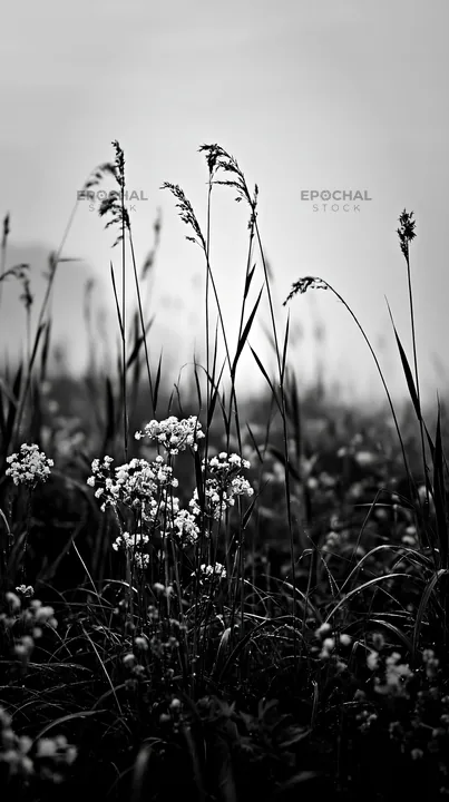 Black and white shiga wetland meadow climate adaptation reeds in a misty setting - AI-generated stock image