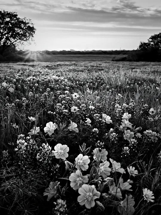Bluebonnet meadow at sunrise with flowers and landscape - AI-generated stock image