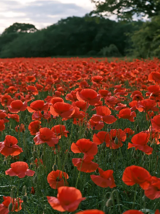 Poppies blooming in a meadow at the edge of a forest - AI-generated stock image