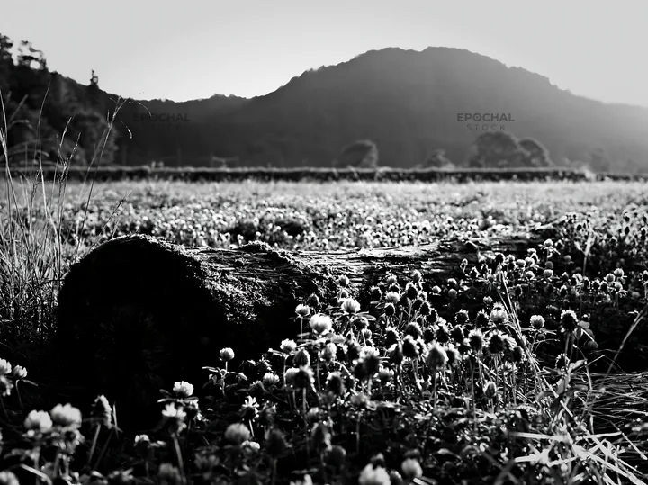Low carbon meadow with mossy log in Gifu - AI-generated stock image