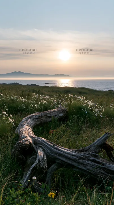 Nagasaki coastal meadow with driftwood at sunset - AI-generated stock image