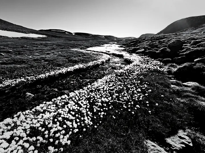 High contrast meadow with watercourse and white flowers - AI-generated stock image