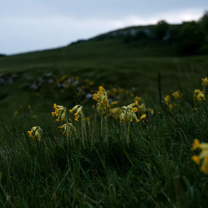 Cloudy meadow with yellow flowers in a natural landscape - AI-generated stock image