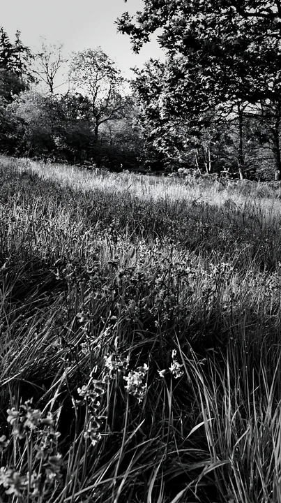Meadow at the edge of a forest during daytime - AI-generated stock image