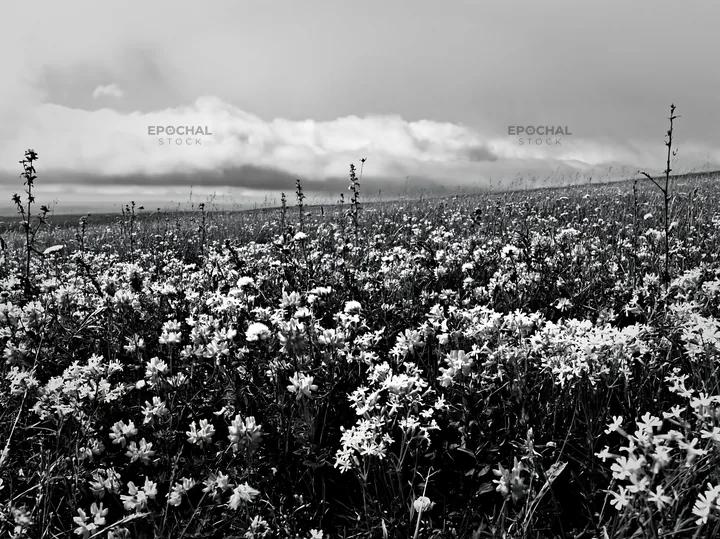 Cloudy dry flower meadow with diverse blooms - AI-generated stock image