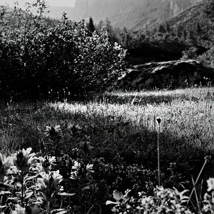Dewy meadow with natural plants and hills in the background - AI-generated stock image