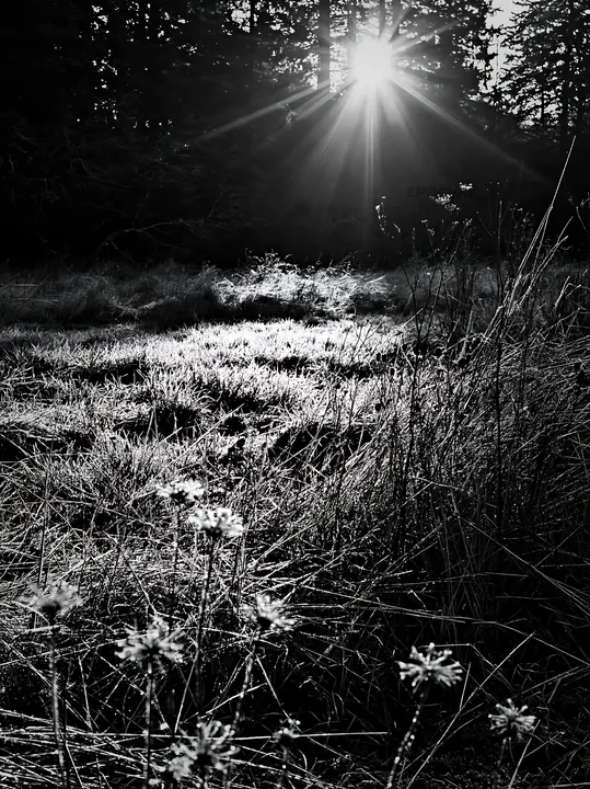 Frost touches meadow with sunlight shining through trees - AI-generated stock image