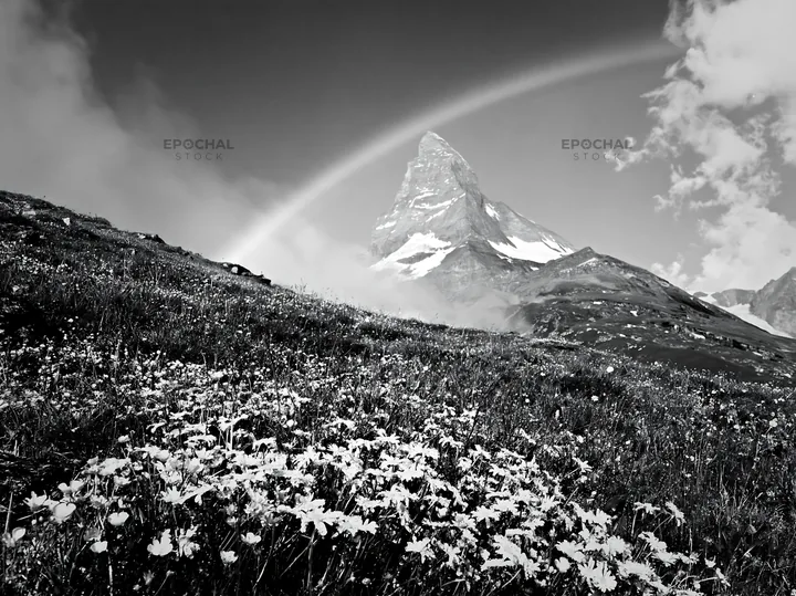 Wildflower meadow at Matterhorn with rainbow in the background - AI-generated stock image