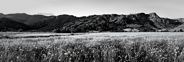 Meadow under crags with wildflowers in black and white - AI-generated stock image