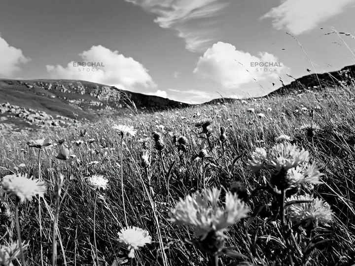 Knapweed blooms in a meadow with hills in the background - AI-generated stock image