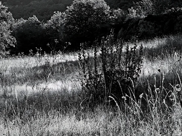 Poppy larkspur meadow in black and white - AI-generated stock image