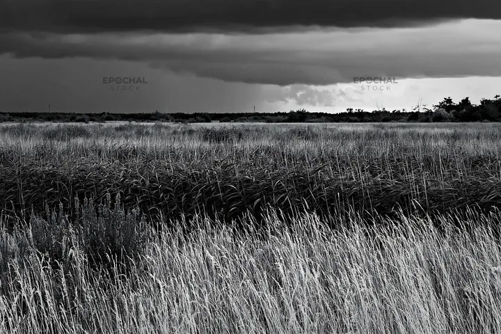 Saga floodplain meadow with reeds under dark clouds - AI-generated stock image