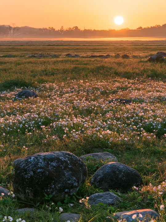 Spring flowers in Kyoto meadow with stones at sunset - AI-generated stock image