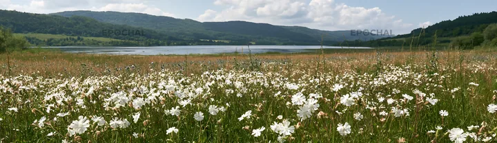 Lakeside meadow with white flowers near German lake - AI-generated stock image